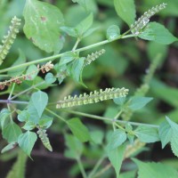 Basilicum polystachyon (L.) Moench